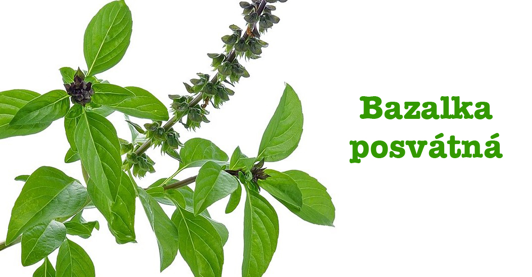 Bazalka posvátná - účinky na zdraví, co léčí, použití, užívání, využití, pěstování