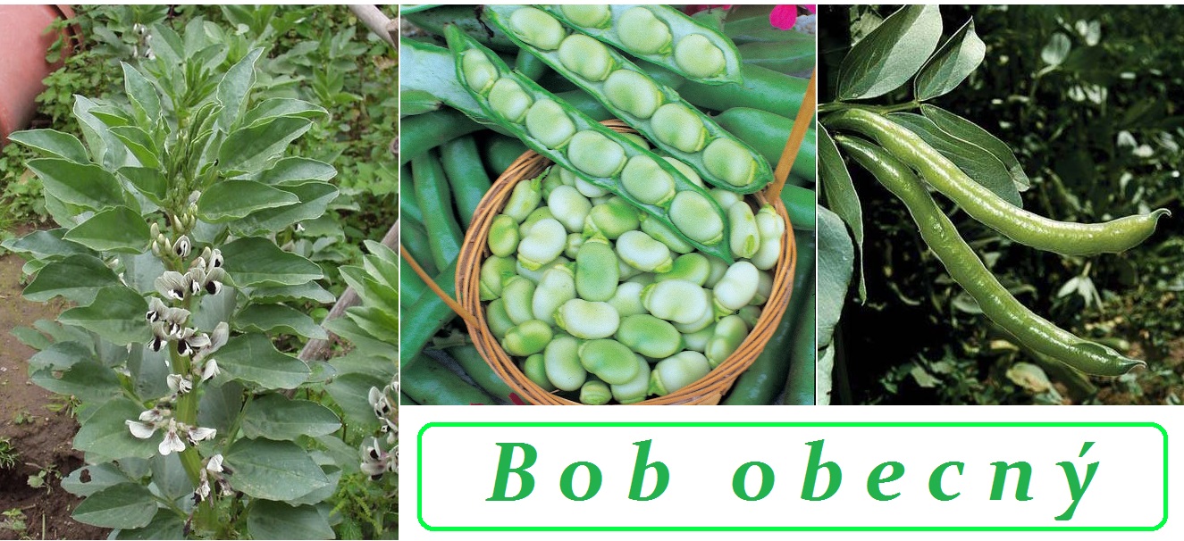 Bob - účinky na zdraví, co léčí, použití, užívání, využití, pěstování, nemoci a škůdci bobu