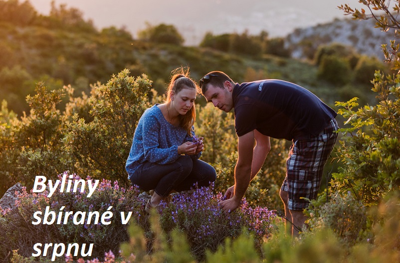 Bylinky srpen - 100 bylin a rostlin sbíraných v srpnu