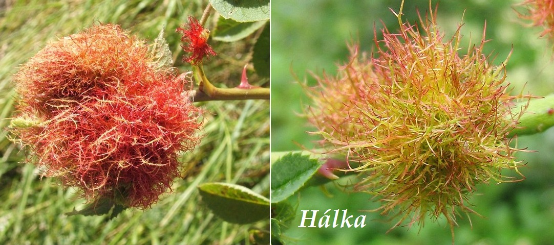 Hálka, hálky - účinky na zdraví, co léčí, použití, užívání, využití, zpracování, tinktura