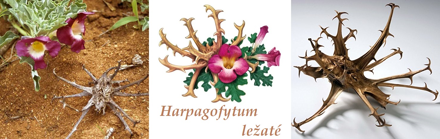 Harpagofytum, harpagofyt, čertův dráp - účinky na zdraví, co léčí, použití, užívání, využití