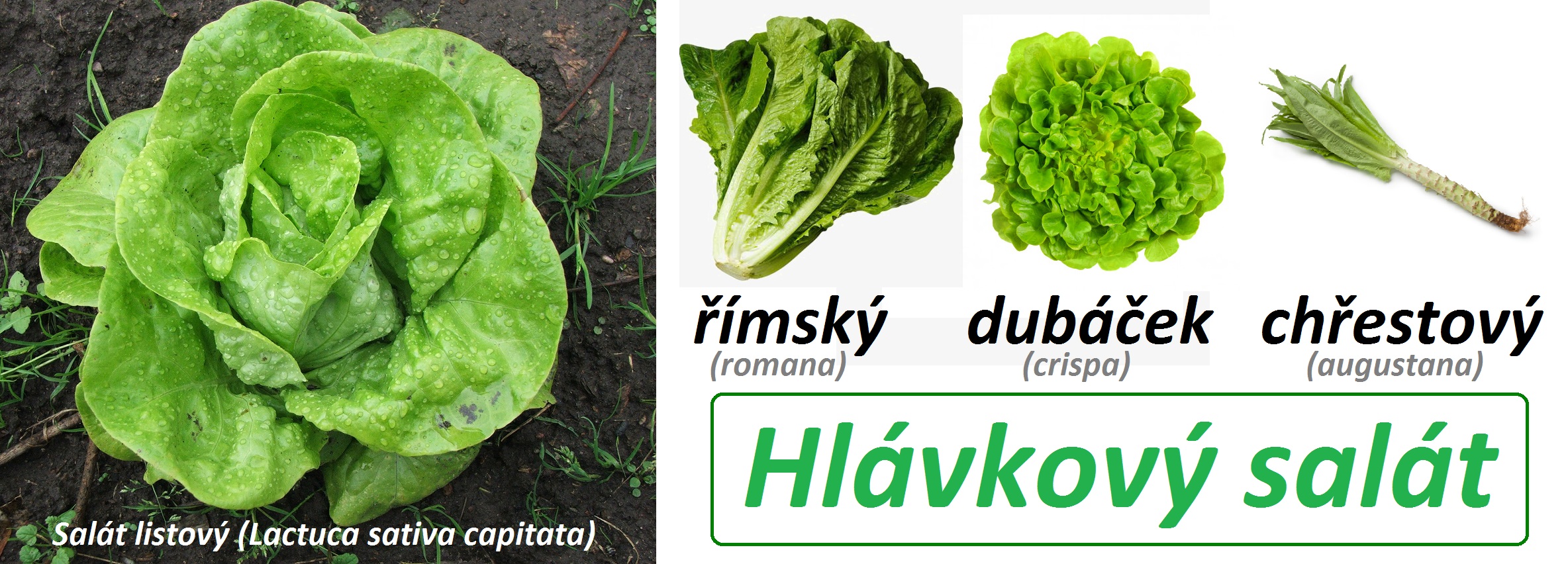 Hlávkový salát - účinky na zdraví, co léčí, použití, užívání, využití, pěstování