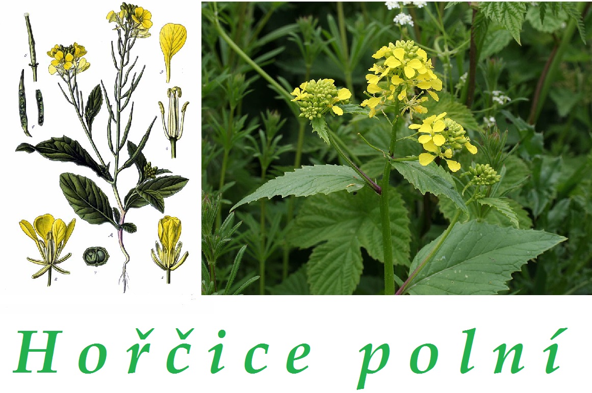 Hořčice polní - účinky na zdraví, co léčí, použití, užívání, využití