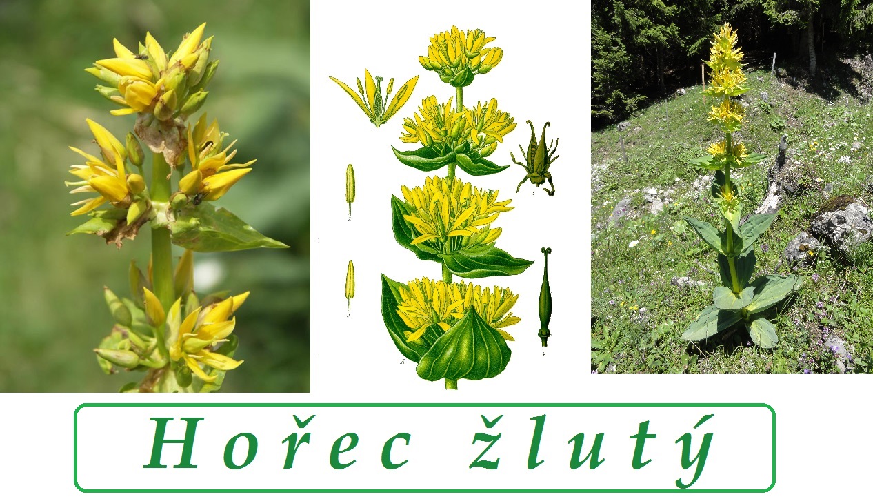 Hořec žlutý - účinky, co léčí, použití, užívání, využití pro zdraví