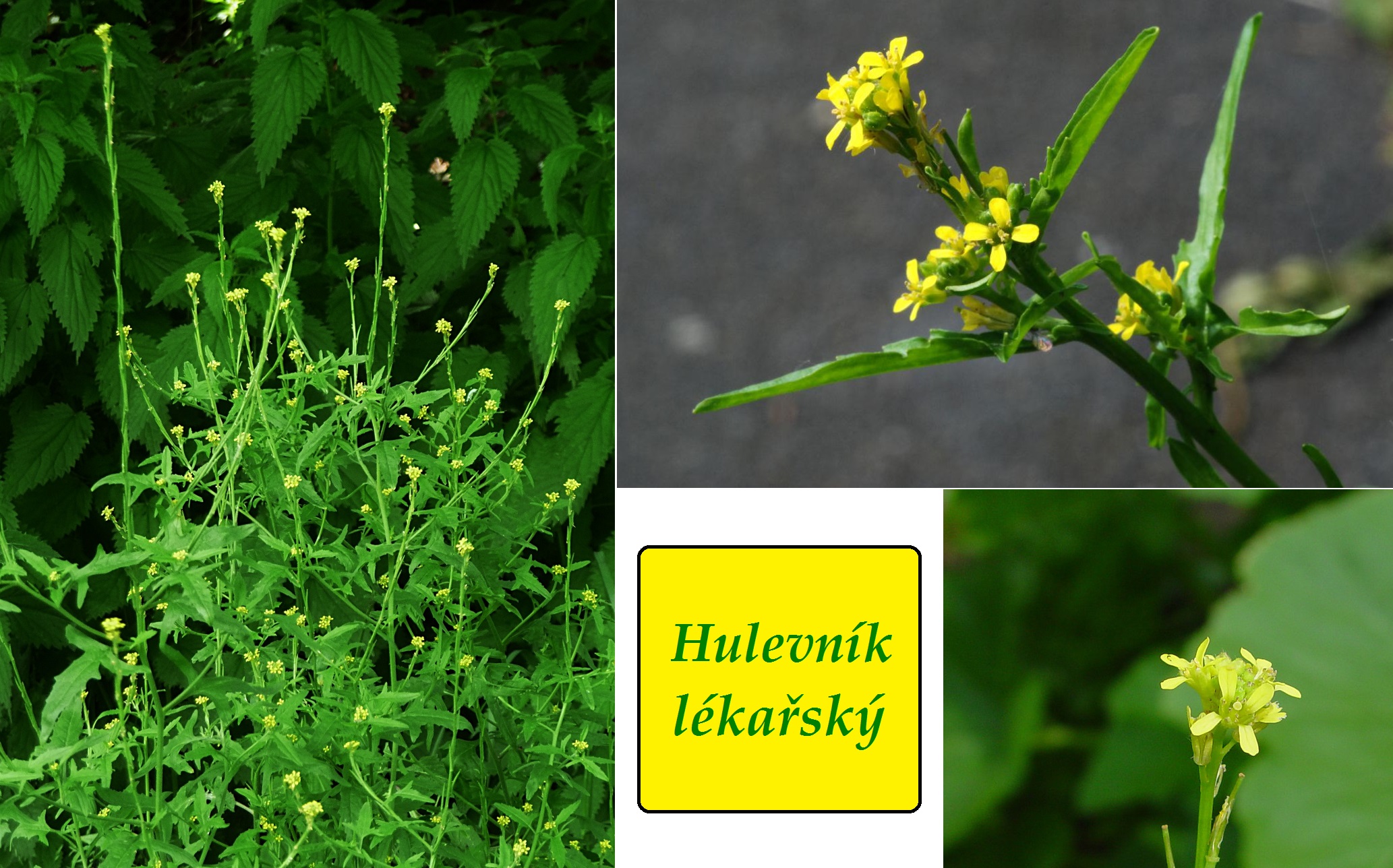 Hulevník - účinky na zdraví, co léčí, použití, užívání, využití