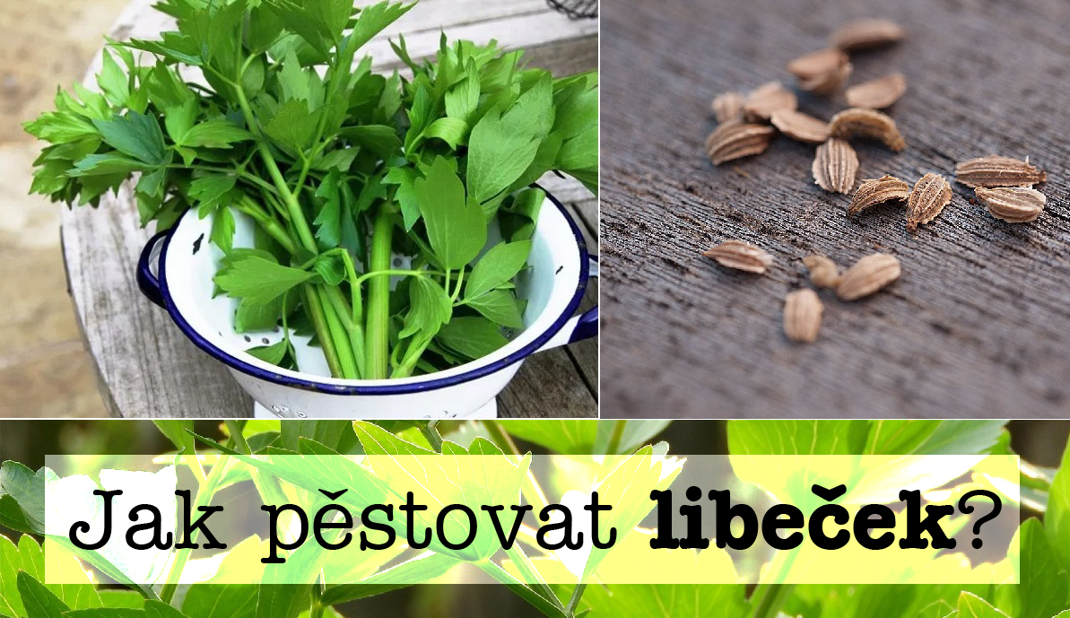 Jak pěstovat libeček - postup, substrát, zálivka, světlo, hnojení, přezimování