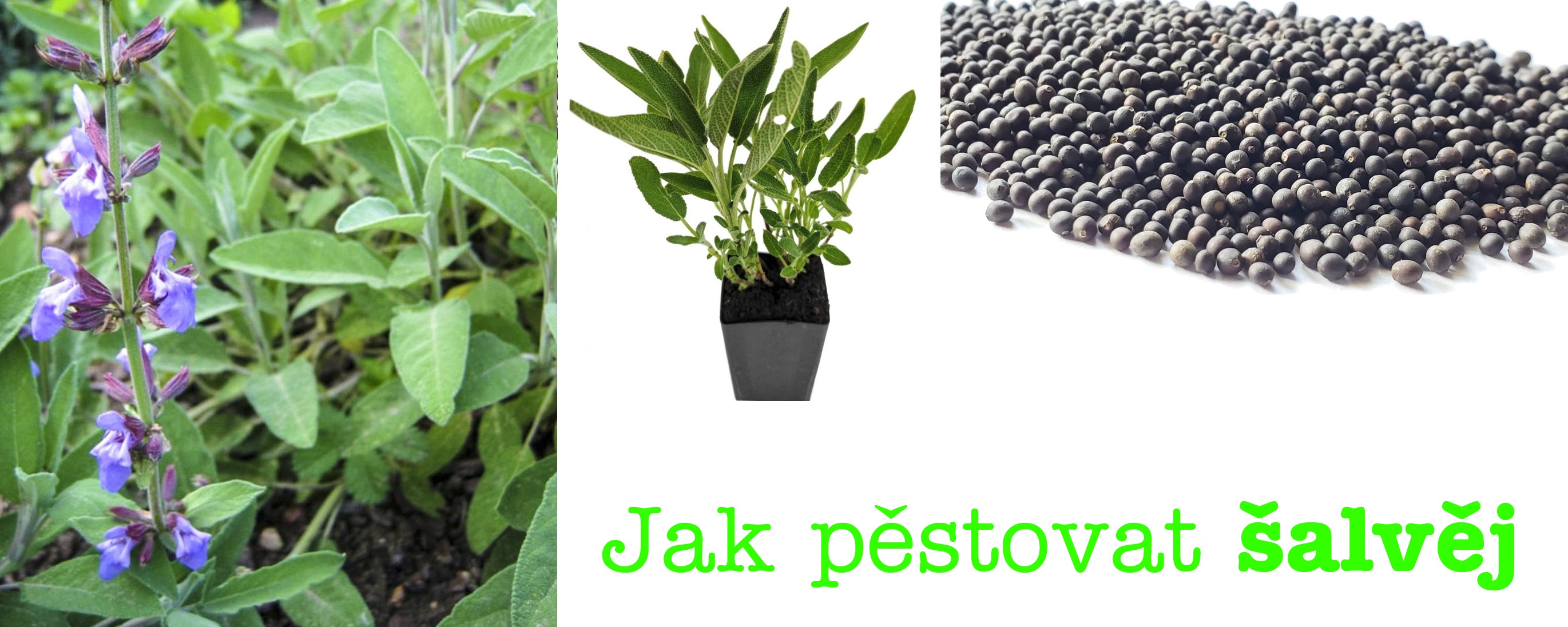 Jak pěstovat šalvěj ze semínka, rozmnožování šalvěje - postup, substrát, zálivka, světlo, hnojení, přezimování
