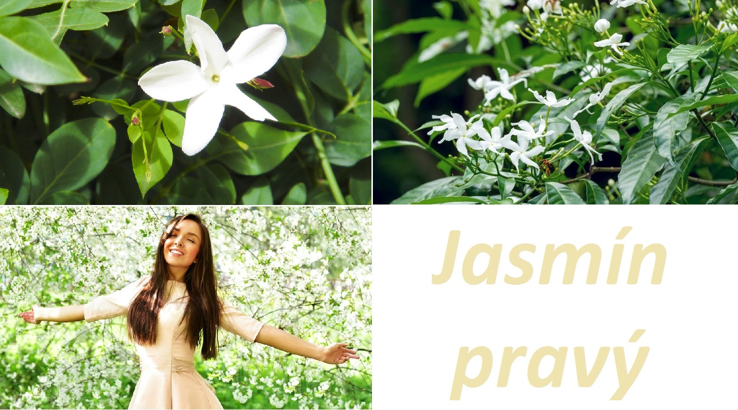 jasmin ucinky na zdravi co leci pouziti uzivani vyuziti pestovani skudci nemoci