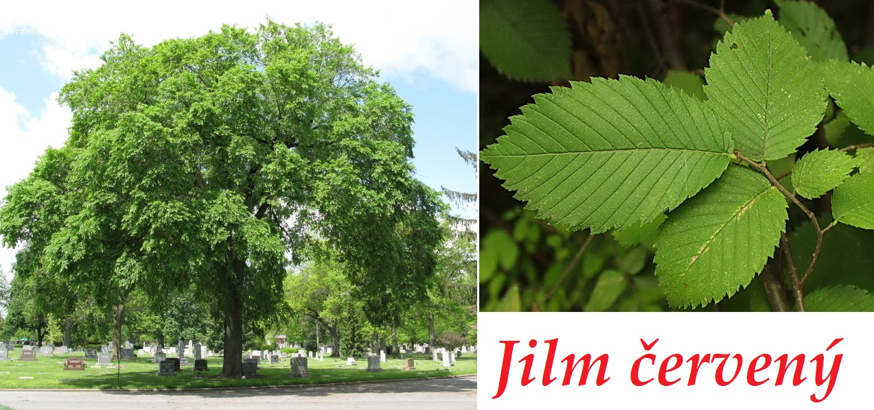 Jilm červený - účinky na zdraví, co léčí, použití, užívání, využití, dávkování, co sbíráme, pěstování