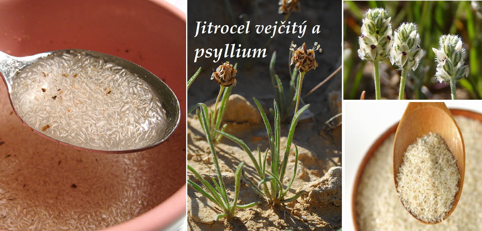 Jitrocel vejčitý, psyllium - účinky na zdraví, co léčí, použití, užívání, využití, pěstování