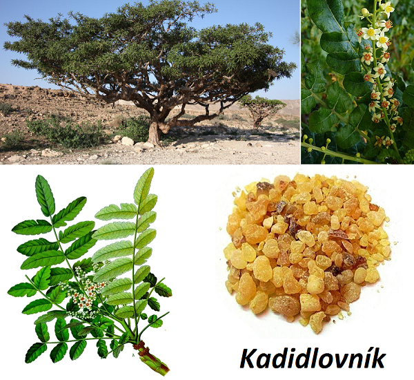 Kadidlo, kadidlovník -  účinky na zdraví, co léčí, použití, užívání, využití, pěstování