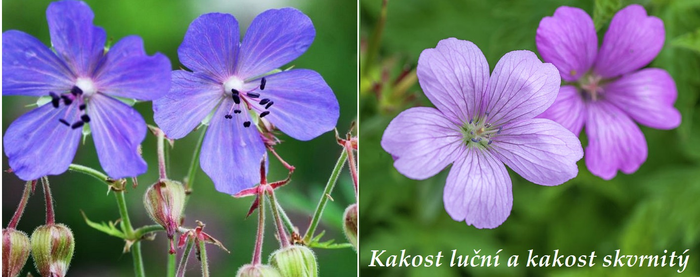 Kakost luční a skvrnitý - účinky na zdraví, co léčí, použití, užívání, využití