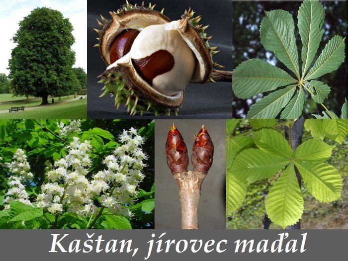 Kaštan, jírovec maďal - účinky na zdraví, co léčí, použití, užívání, využití