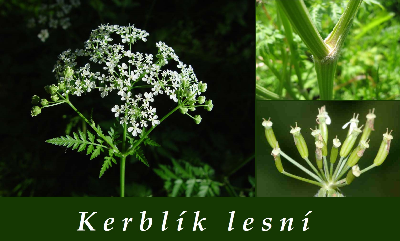 Kerblík lesní - účinky, co léčí, použití, užívání, využití pro zdraví