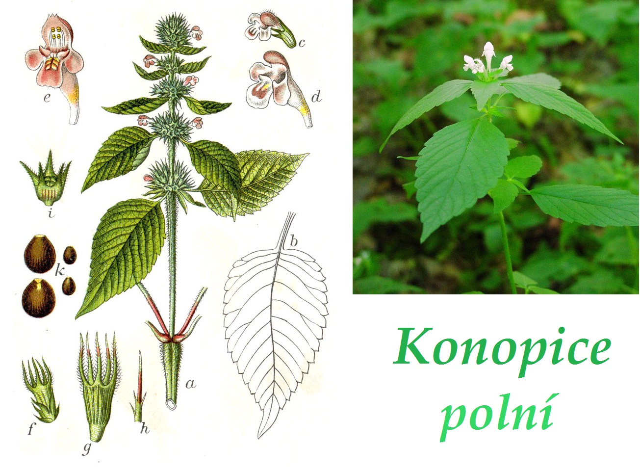 Konopice polní - účinky, co léčí, použití, užívání, využití pro zdraví