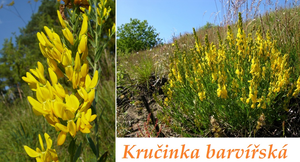 Kručinka - účinky na zdraví, co léčí, použití, užívání, využití