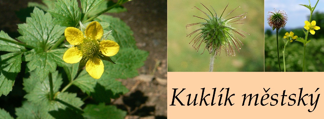 Kuklík městský - účinky, co léčí, použití, užívání, využití pro zdraví