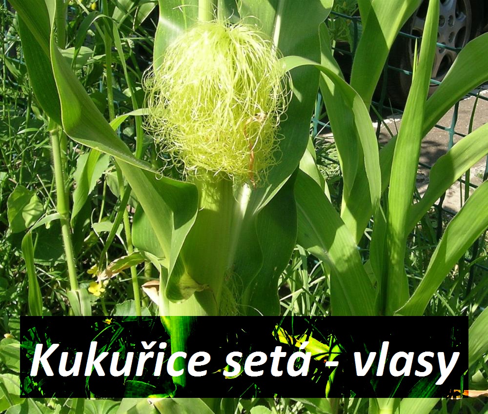 Kukuřice jako bylinka (kukuřičné vlasy) - účinky na zdraví, co léčí, použití, užívání, využití