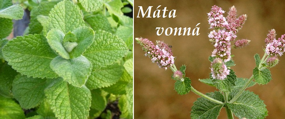 Máta vonná - účinky na zdraví, co léčí, použití, užívání, využití, pěstování
