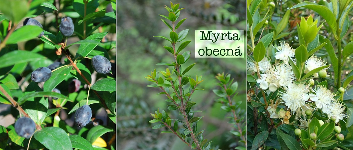 Myrta - účinky na zdraví, co léčí, použití, užívání, využití, pěstování, zajímavosti
