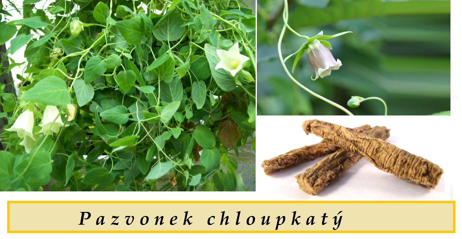 Pazvonek chloupkatý -  účinky na zdraví, použití, užívání, využití, co léčí