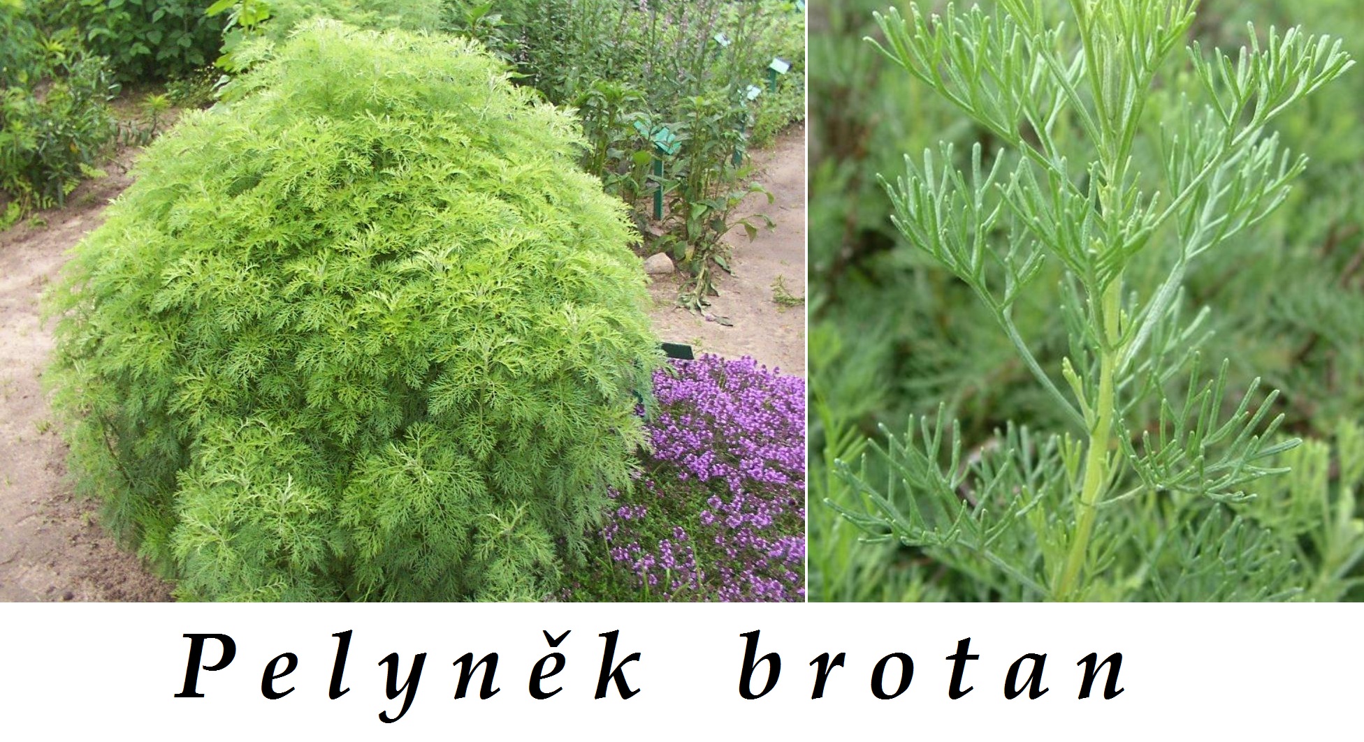 Pelyněk brotan - účinky na zdraví, co léčí, použití, užívání, využití