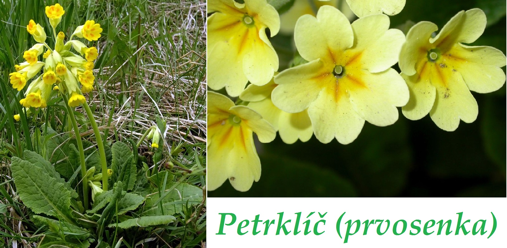 Petrklíč, prvosenka - účinky na zdraví, co léčí, použití, užívání, využití, dávkování