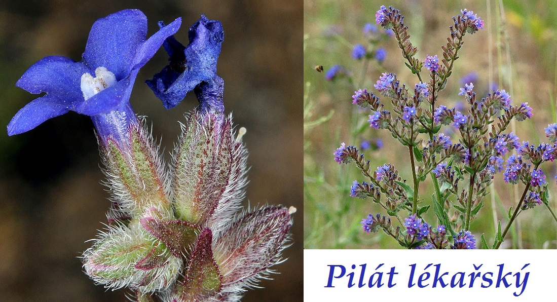 Pilát lékařský - účinky na zdraví, co léčí, použití, užívání, využití