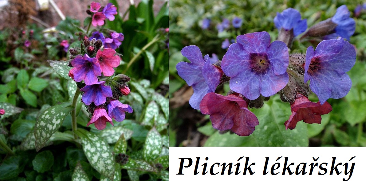 Plicník - účinky na zdraví, co léčí, použití, užívání, využití