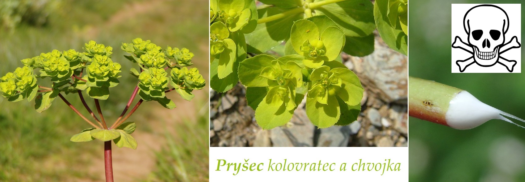 Pryšec - účinky na zdraví, co léčí, použití, užívání, využití