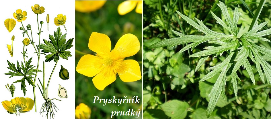 Pryskyřník - účinky na zdraví, co léčí, použití, užívání, využití, pěstování