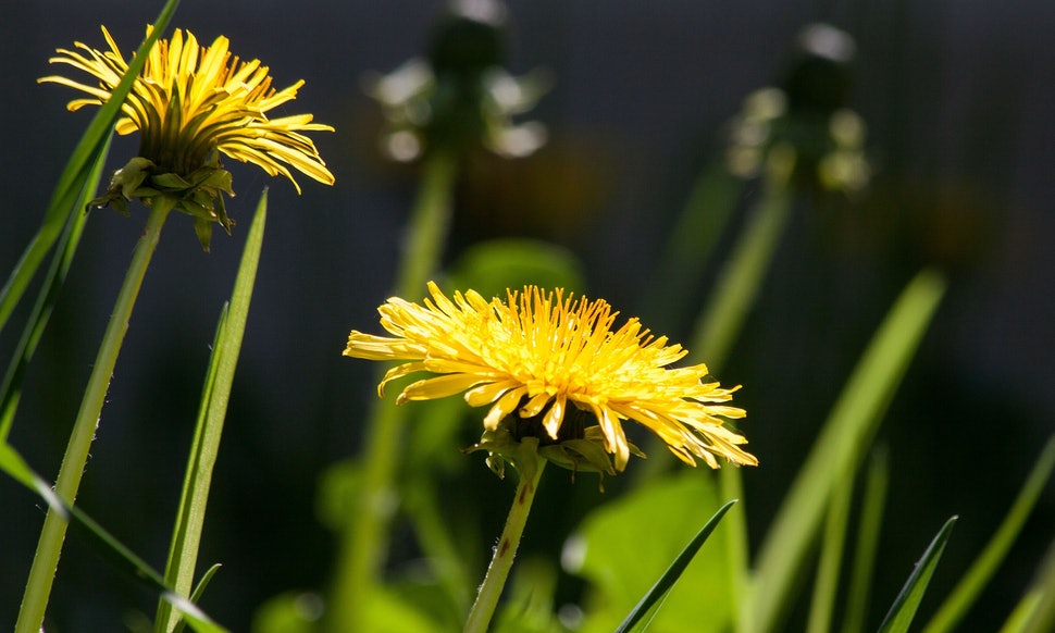 Pampeliška lékařská nebo smetanka lékařská - jaký název je správně botanicky?