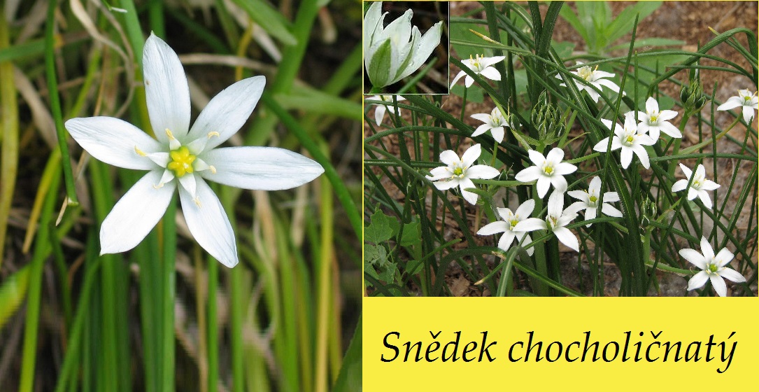 Snědek chocholičnatý - účinky na zdraví, co léčí, použití, užívání, využití
