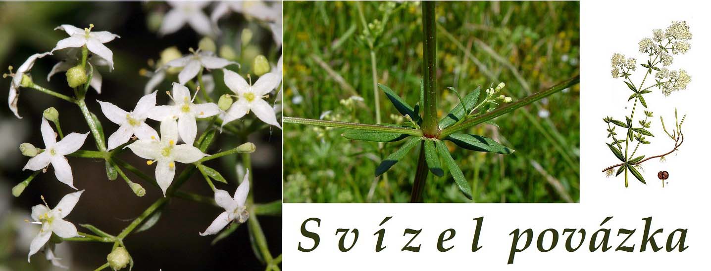 Svízel povázka - účinky, co léčí, použití, užívání, využití pro zdraví