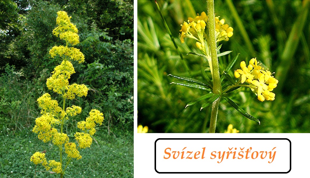 Svízel syřišťový - účinky na zdraví, co léčí, použití, užívání, využití, pěstování