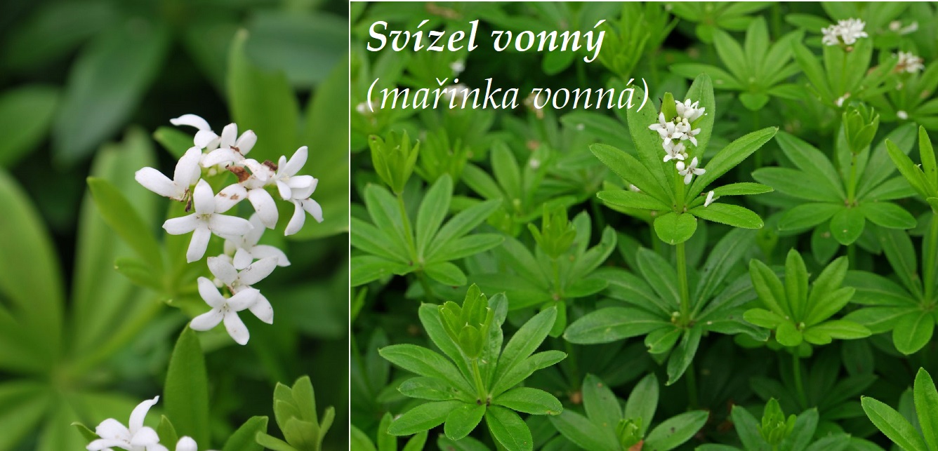 Svízel vonný (mařinka vonná) - účinky, co léčí, použití, užívání, využití pro zdraví