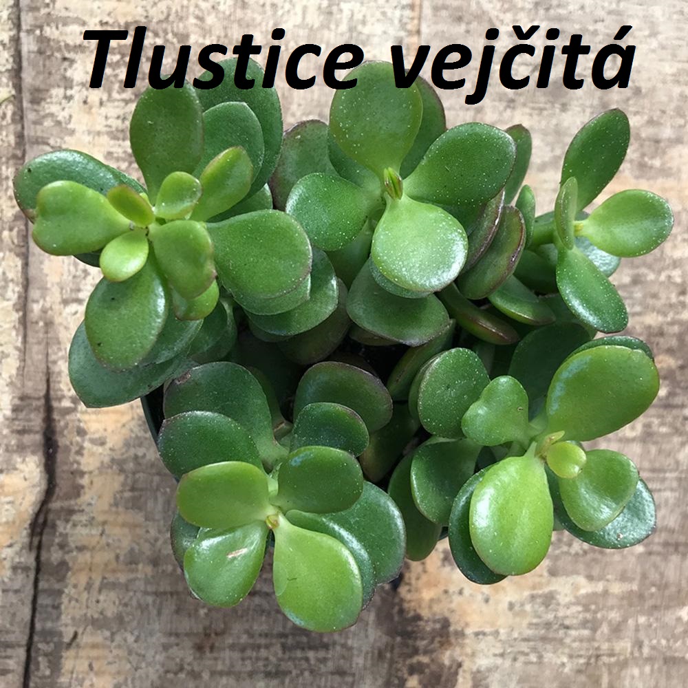 Tlustice - účinky na zdraví, co léčí, použití, užívání, využití, pěstování