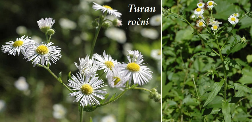 Turan roční - účinky na zdraví, co léčí, použití, užívání, využití, pěstování