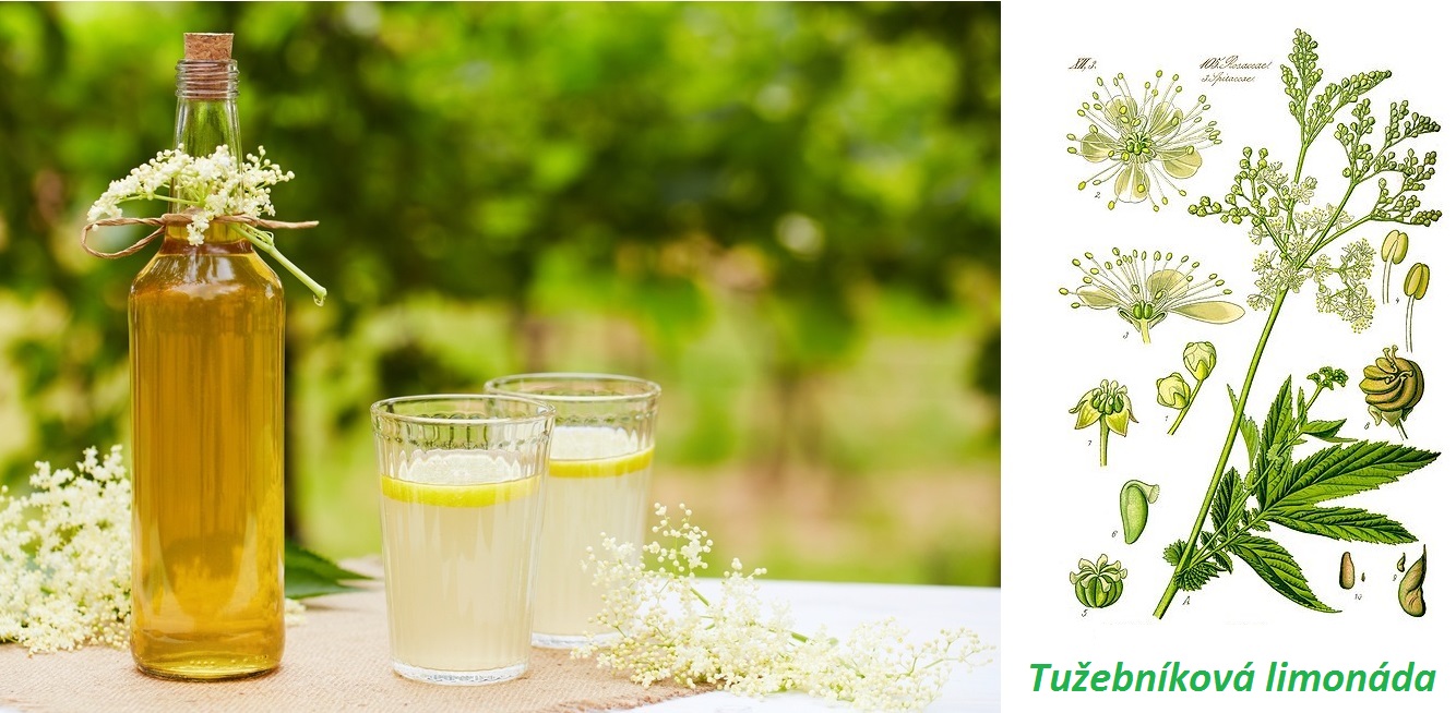 Tužebníková limonáda (bylinkový aspirin) - recept, postup, návod, příprava, suroviny, ingredience
