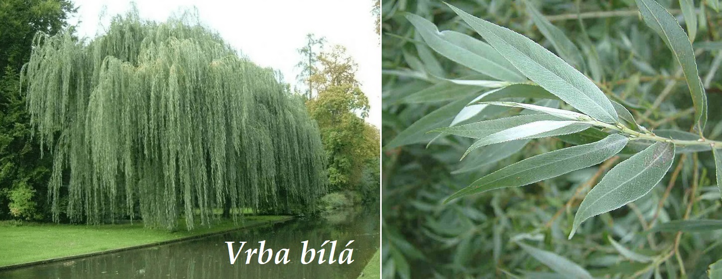 Vrba bílá, smuteční vrba - účinky na zdraví, co léčí, použití, užívání, využití, dávkování, co sbíráme, pěstování